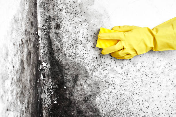 Best Mold Cleaning Services  in Myrtle Grove, FL