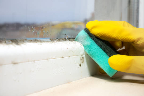 Attic Mold Removal in Myrtle Grove, FL